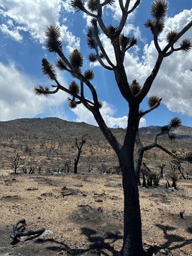 ‘We’re heartbroken’: York fire ravages part of Mojave Desert
