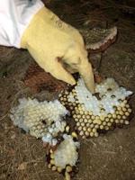 Report killer hornets: Agriculture looking to build pheromone trap